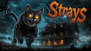 Video preview · Strays
